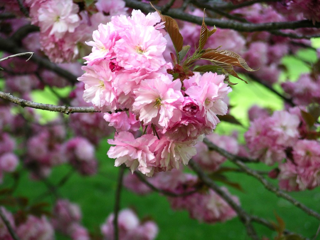 cherry-blossom-723243.jpg